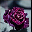 ���� Boginia, ������-��-���� - ��������� 9 ������ 2017 � ������ ������ ��������