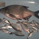 ���� ����, ���� - ��������� 7 ������� 2017 � ������ ���� ����������