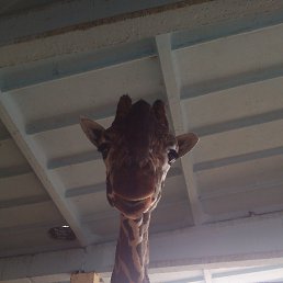 ���, �����������