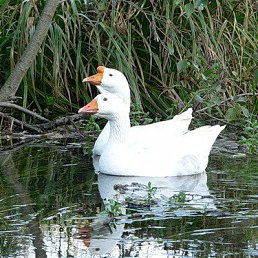 ������, �����������, 71 ���