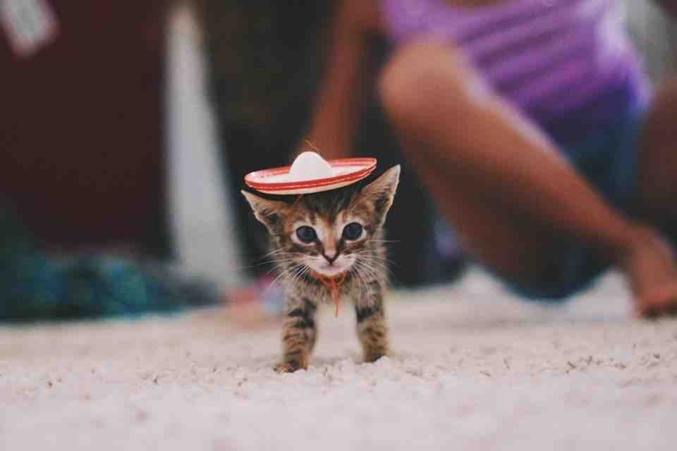    :).#animal@travel.blog