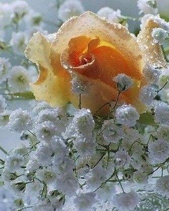 В мире чувств — как в букете цветов… всегда есть один цветок, который в твоих глазах отражается по ... - 3