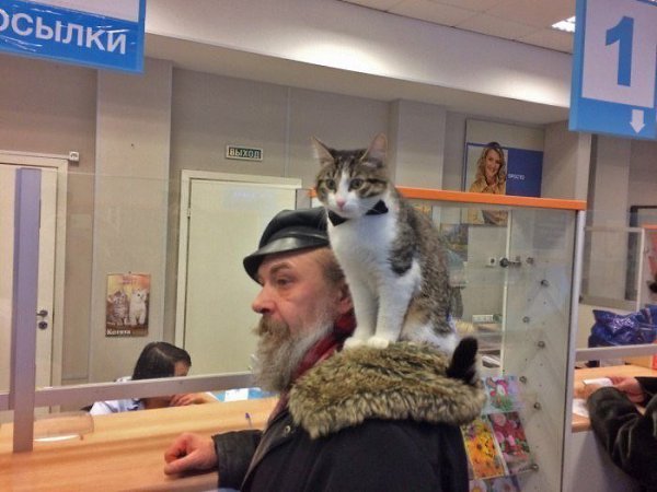 На Почте России. Кота зовут Тимофей. И он при параде. Мужик говорит, что ходит с ним почти все ...