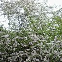 ���� �������, ���������, 55 ��� - ��������� 4 ������ 2017 � ������ ������ ��������