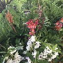 ���� �������, ������ - ��������� 28 ������� 2017 � ������ �Stone jungle flowers�