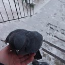 ���� �������, ������ - ��������� 22 ������ 2016 � ������ �����-��� http://vkontakte.ru/app1713637�
