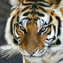 ���� �������, ������, 43 ���� - ��������� 13 ������ 2016 � ������ ���� ����������