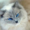 ���� ��������, ������, 51 ��� - ��������� 20 ������� 2016