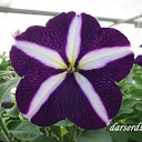 ���� ������, �������-��������� - ��������� 10 ������� 2017 � ������ ����� �����..�