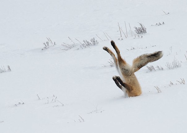     Comedy Wildlife Photography Awards 2016 - 6