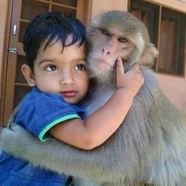 До конца года обезьяны остается чуть больше 3 месяцев... | Интересная ...