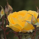 ���� Elena, ������� - ��������� 11 ������� 2017 � ������ ���� ����������