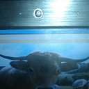 ���� ������, ������, 46 ��� - ��������� 26 ������� 2016 � ������ ���������