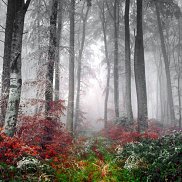 �������, 44 ����, ������