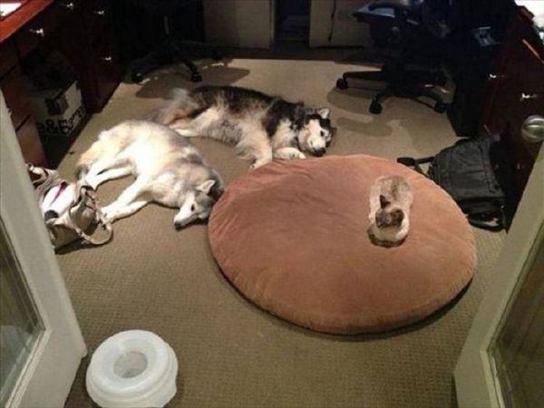     ))