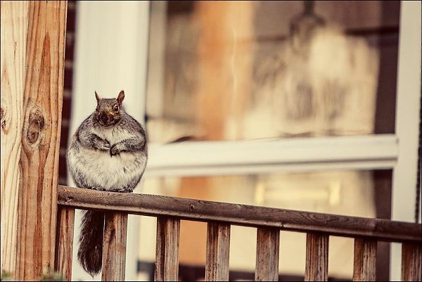 Вот так выглядит белка, если ее регулярно подкармливать.