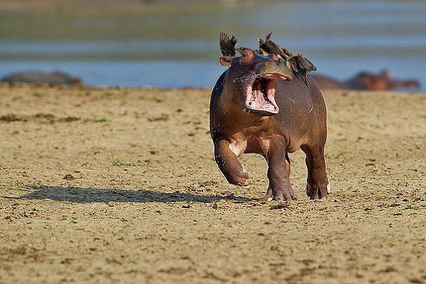     Comedy Wildlife Photography Awards 2016