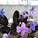  , -, 54  -  10  2016    ۻ