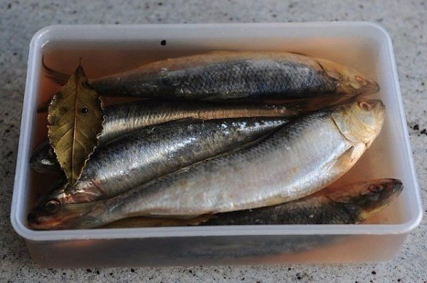 Как засолить селедку. .А какая получается вкуснятина… Больше никогда не покупаю магазинную соленую ...