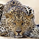 ���� ��������, ����������, 43 ���� - ��������� 1 ������� 2016 � ������ ������ ��������