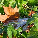 ���� �������, �������, 42 ���� - ��������� 26 ������� 2016 � ������ ������ ��������