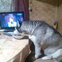 ���� ������..., ������, 55 ��� - ��������� 10 ������� 2017 � ������ ������ ��������