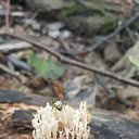  , , 50  -  29  2016    -   