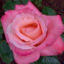 ���� ��������, ������ - ��������� 12 ������� 2016 � ������ ���� ������