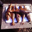 ���� �����, ������, 45 ��� - ��������� 26 �������� 2016 � ������ �������� 16�