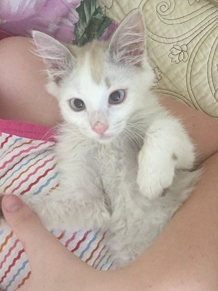 #Безкота_добро.Результат на лицо!Не бросайте животных, они любят своего хозяина больше чем себя! ... - 3