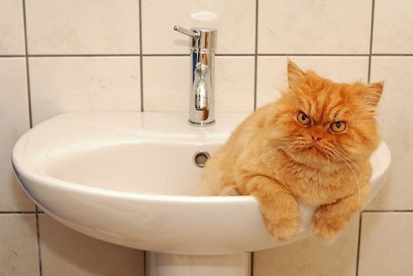 Гарфи, самый сердитый кот в мире.Если Grumpy Cat — сердитый кот, то персидский кот Гарфи, скорее, ... - 4
