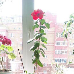 ���� �lga, ������, 69 ��� - ��������� 29 ����� 2017