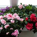 ���� ������, ������������ - ��������� 25 ����� 2017 � ������ ������ ��������