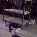 ���� ����, �������, 49 ��� - ��������� 20 �������� 2016 � ������ ���� ����������