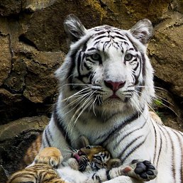 �����, ����������, 51 ���