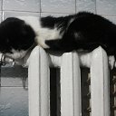 ��������� ���. �� ������� ������ ��������