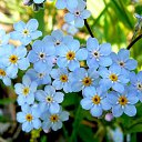 ���� �����, ����������� - ��������� 3 ������ 2017 � ������ ���� ����������