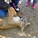 ���� �������, ������, 36 ��� - ��������� 12 ������� 2016 � ������ ������ ��������