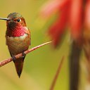 ���� Serzh, ����������� - ��������� 22 ����� 2017 � ������ ���������