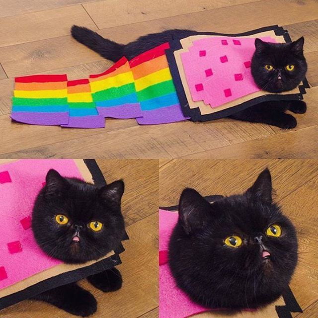 Nyan cat