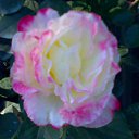 ���� ��������, ������ - ��������� 12 ������� 2016 � ������ ���� ������