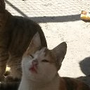 ���� Hasmik, ������, 50 ��� - ��������� 26 �������� 2016 � ������ ���� ����������