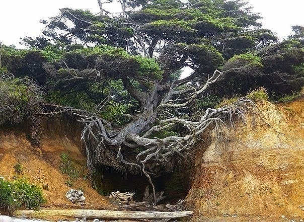 Жажда к жизни