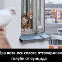 ���� �����, �������� - ��������� 3 ������ 2016 � ������ ���� ����������