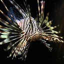  Sebastian, , 54  -  16  2017    