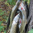 ���� ������, ������������, 68 ��� - ��������� 2 ������� 2016 � ������ ���� ����������