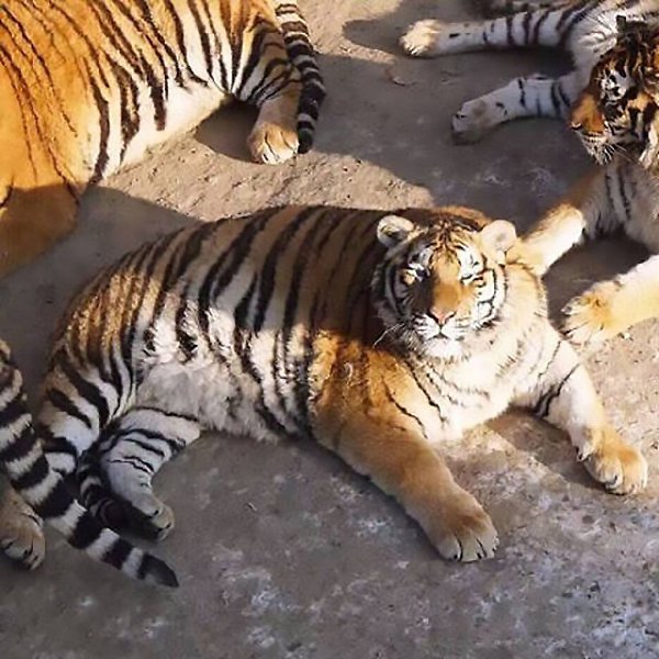 В китайском зоопарке амурские тигры сильно растолстели. Кажется, мы нашли твоё животное-тотем - 3