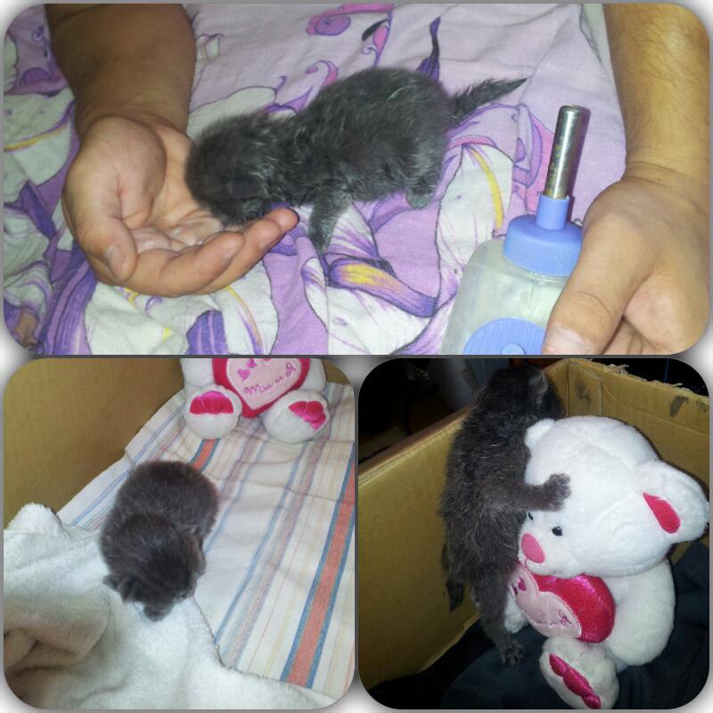 #Безкота_добро.Вот такое чудо я нашла в саду... хоть и есть один взрослый кот, решила взять еще ...