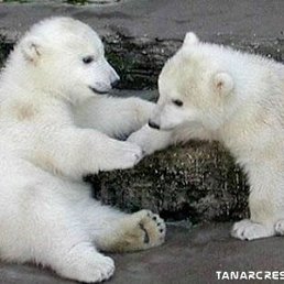 ���� ���, ������ - ��������� 28 �������� 2016