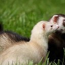 ���� �������, �����������-��-����� - ��������� 5 ������ 2016 � ������ ���� ����������